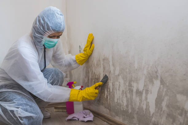 Best Black Mold Remediation in Bloomingdale, FL