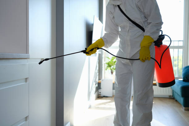 Best Post-Flood Mold Remediation in Bloomingdale, FL