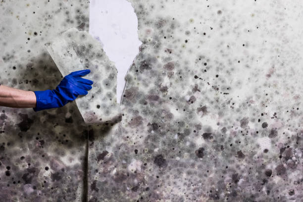 Best Basement Mold Remediation in Bloomingdale, FL